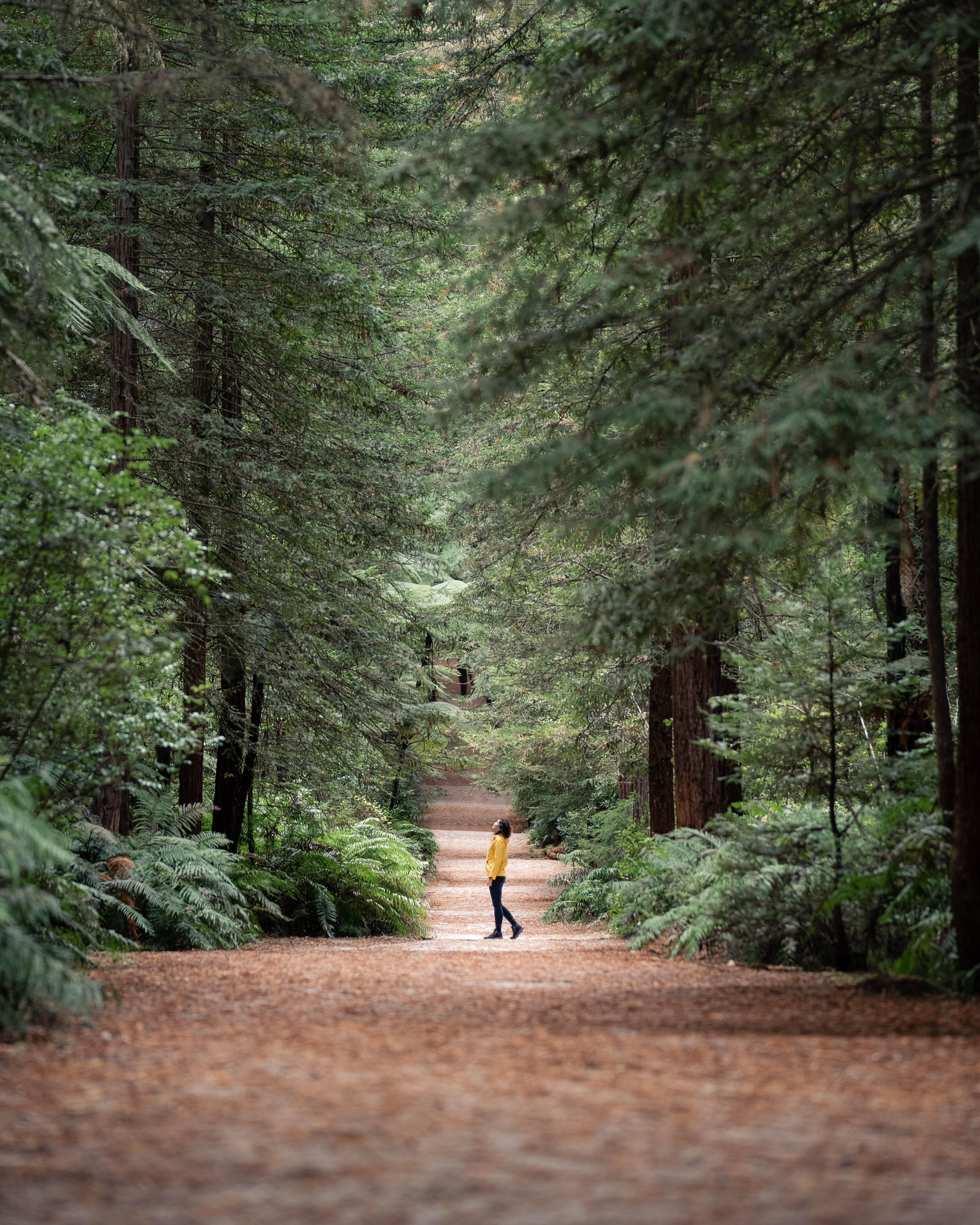 Rotorua-Redwoods (1)